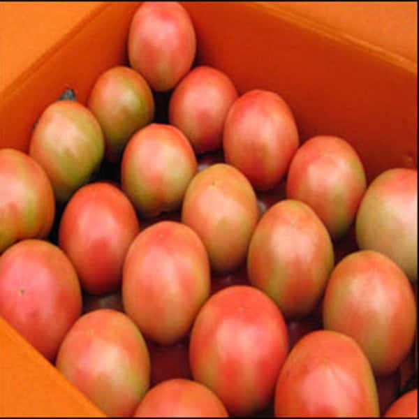 상품 01. 명품찰토마토 10kg(5번)소과 /큰크기로발송