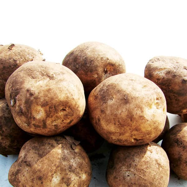 햇감자5kg(대/찜용) 26년 햇감자