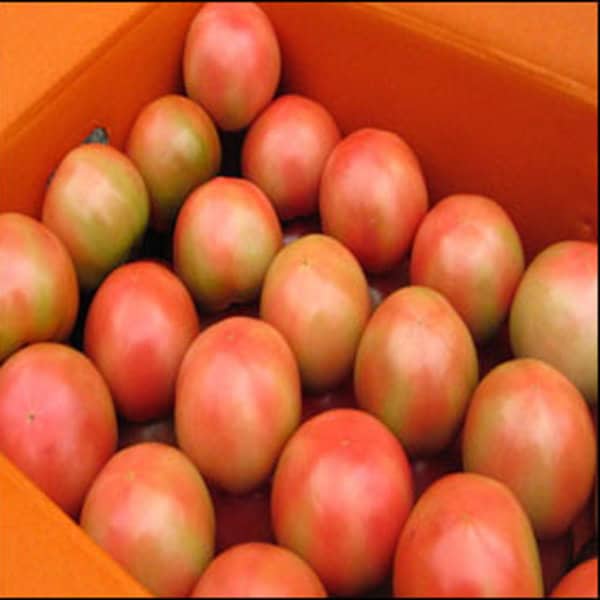 명품찰토마토 10kg(5번)소과 /한정특가