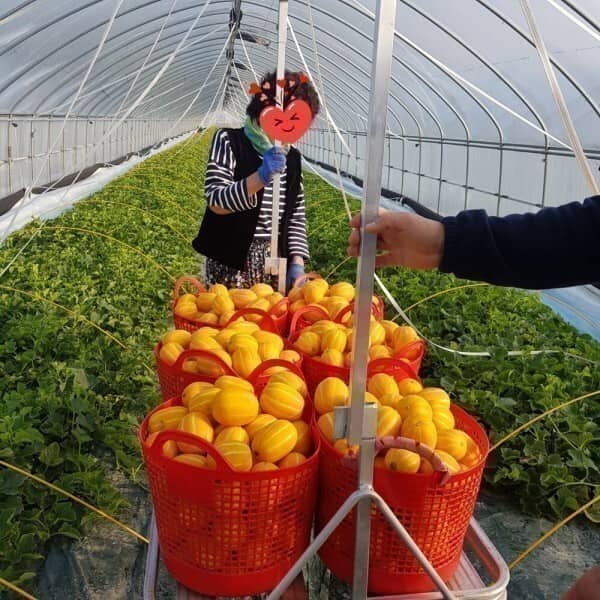 다담농산 성주참외 카드가11980원 6kg(혼합과/실속가정용)/포장재포함/실중량 도표참조