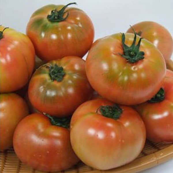 정품  찰토마토 5kg(5번/소과)