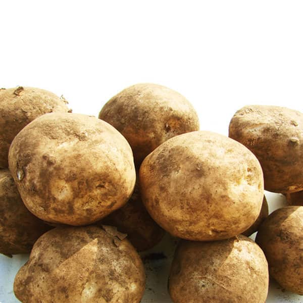 햇감자5kg(특/조리용 120~150g) 26년햇감자