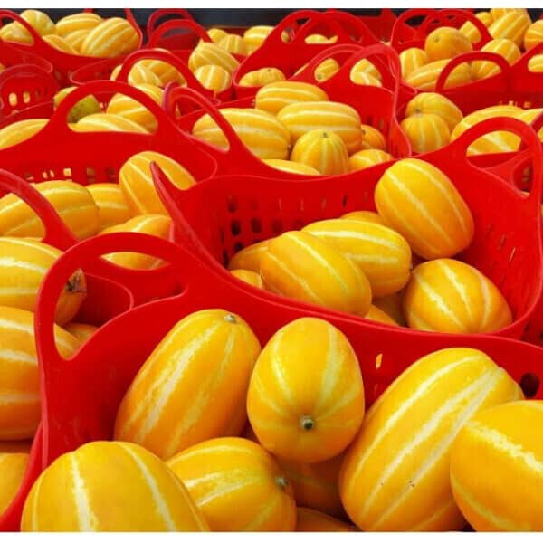 (신선집중) 산지직송 당도선별 가정용 성주참외 10kg(실중량 9kg) 랜덤 첫물 참외 벌꿀참외