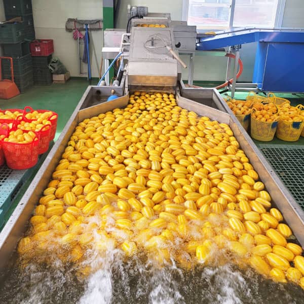 참외 산지직송 당도선별 가정용 10kg 혼합or랜덤